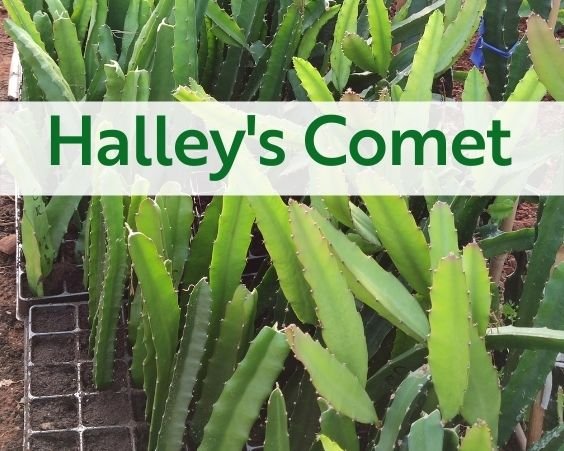 Halley's Comet Yellow